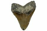 Fossil Megalodon Tooth - North Carolina #350596-2